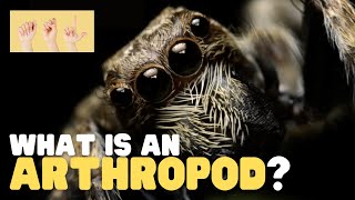 ASL What is an Arthropod [upl. by Eno]