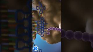 Translation Protein Synthesis  and Role of Ribosome mRNA and tRNA [upl. by Waki497]