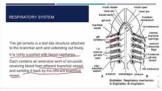 Chordate  Scoliodon Respiratory System [upl. by Nylrebmik268]