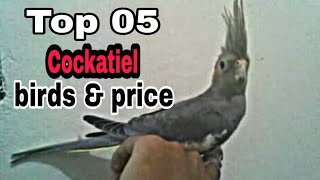 Top 05 Cockatiel birds amp price [upl. by Atinek749]