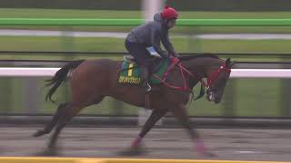 【2024 安田紀念賽 Yasuda Kinen】東京直擊「浪漫勇士」及「遨遊氣泡」晨操情況 （5月31日） [upl. by Oibirot]