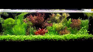 22 Gallon Dutch Style Aquascape [upl. by Seftton]