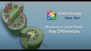 MONOCOT vs DICOT  Differences between Monocotyledon and Dicotyledon with Examples  Science Lesson [upl. by Assirod]