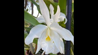 Show amp Tell Cattleya Callistoglossa amp Mexipedium xerophyticum [upl. by Regine]