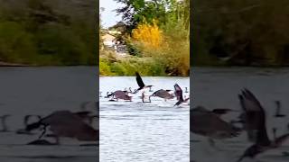 Cormorants in Roermond 🇳🇱2 [upl. by Navad]