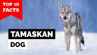 Tamaskan Dog  Top 10 Facts [upl. by Oilerua948]