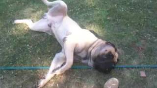 English mastiff playing [upl. by Vonni638]