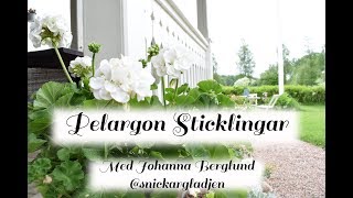 Hur du tar pelargon sticklingar på enklaste sätt snickargladjen [upl. by Aihtyc]