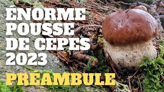 Préambule dune énorme pousse  LES SIGNES  Saison des cèpes 2023 cèpes champignons [upl. by Rosenblum]