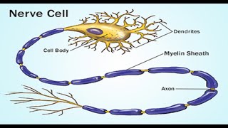 Two Minutes of Anatomy Myelin Sheath [upl. by Marena]