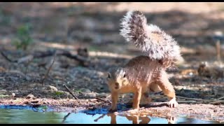 You Have To Look Tough when Drinking As A African Squirrel [upl. by Sigsmond]