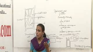 Ectocarpus Lecture BSc MSc by Dr Anupama Goyal [upl. by Nyltac73]