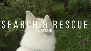 Search amp Rescue dog KOA～災害救助犬コアの山林捜索訓練 [upl. by Orr47]