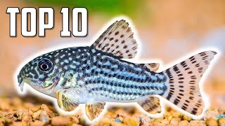 Top 10 Cory Catfish for Your Aquarium [upl. by Mozes]