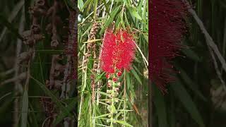 Callistemon rigidus [upl. by Marucci]