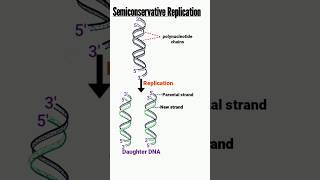 semiconservative DNA replication  replication of DNA  DNA replication [upl. by Gordy253]