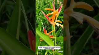 Do you know Heliconia Psittacorum can be used to treat jaundice [upl. by Anomahs]