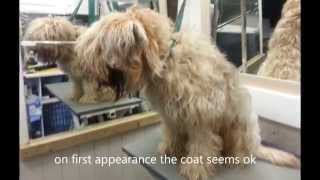 Wheaten Terrier has coat shaved off [upl. by Edme]