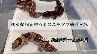 【爬虫類飼育初心者のニシアフ繁殖日記】Vol2 3日同居→2日別居のルーティン [upl. by Yenffad648]