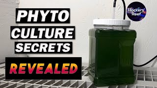 Phyto Culture  Learn About Growing Phytoplankton For Your Reef Tank [upl. by Atiuqan]