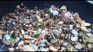 Gold panning in Warrandyte [upl. by Imorej]