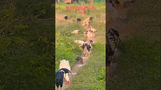 Jungle fowl forest Hen అడవి kodi [upl. by Beitch]