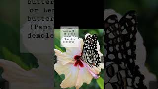 Lime butterfly or Lemon butterfly Papilio demoleusbiologylifecycle damage controlinsectpest [upl. by Cookie985]