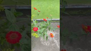 My rooftop Garden 👨‍🌾🪴rooftopgardenterracegardenharvestingtrendingshortsyutubeshorts [upl. by Horan]