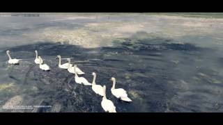 Chernobyl Drone Swan Lake  ЧАЭС Лебединое озеро [upl. by Nnaycnan]