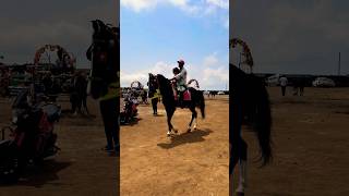 Horse 🐎 Riding  horse horses ghoda horseriding horselover ytvideo shortsfeed dhruhi [upl. by Ariik]