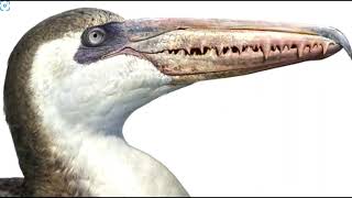 Pelagornis the extinct bird with the longest wingspan ever [upl. by Rehnberg]