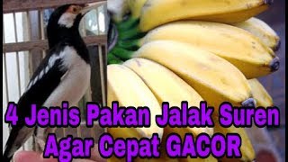 Cara Mudah Agar Jalak Suren Cepat Gacor [upl. by Ykroc]