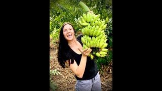 Dwarf Namwah banana 🍌 harvest [upl. by Fenella311]