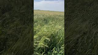 Phalaris paradoxa in wheat near Moree [upl. by Aridaj]