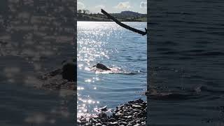 Alfie in Strangford Lough is fetching a stick Filmed by Vivian Smiling on 11 Oct 2024 [upl. by Kcirdez]