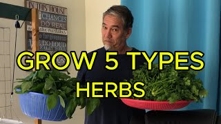 Grow 5 types of herbs indoors TINY spaces Ep3 [upl. by Semreh]