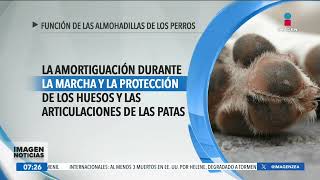 ¿Cuál es la función de las almohadillas de los perros  Noticias con Francisco Zea [upl. by Navar]