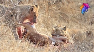 Lions Eating Impala Meat  Kruger Park Sightings [upl. by Fanchette783]