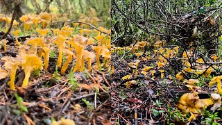 CANTHARELLUS LUTESCENS  ANGULA DE MONTE ESPECTÁCULO😃💣 [upl. by Aihpled]