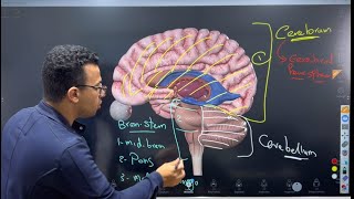 CNS introduction الفرقة الثانية [upl. by Jahn]