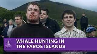 The Faroe Islands annual whale slaughter [upl. by Lemar]