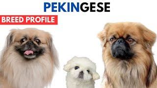 Pekingese Breed Profile History  Price  Traits  Pekingese Grooming Needs  Lifespan [upl. by Poppo]