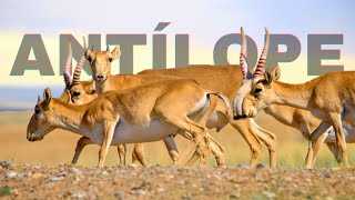 OS SELVAGENS PERIGOS QUE OS ANTÍLOPES ENFRENTAM NA SAVANA AFRICANA [upl. by Eremihc335]