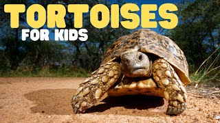 Tortoises for Kids  Learn all about these old land turtles [upl. by Nossah]