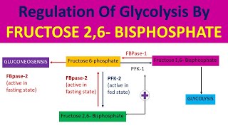 How Fructose 26 Bisphosphate regulate Glycolysis  Explained in 4 minutes in Hindi [upl. by Ernaldus]