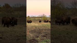 BISON in the EVENING buffalo moon animal farm [upl. by Raye269]