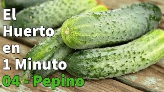 Como Plantar Pepinos  Cómo cultivar pepinos Paso a Paso con Éxito 🥒 Huerto Urbano en 1 minuto [upl. by Outlaw]