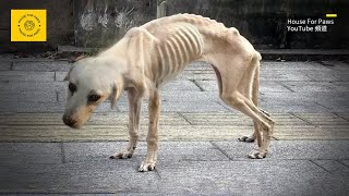 Abandoned Labrador Deprived of Food for a Long Time Emaciated and SkinandBones [upl. by Kra579]