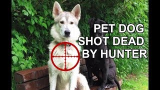 HUNTER KILLS PET DOG  THINKS SHES A WOLF [upl. by Calli]