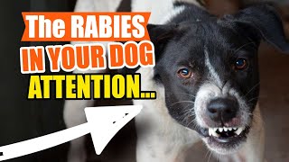 RABIES in DOGS and What You Need to KNOW🐶👇 [upl. by Assilym527]